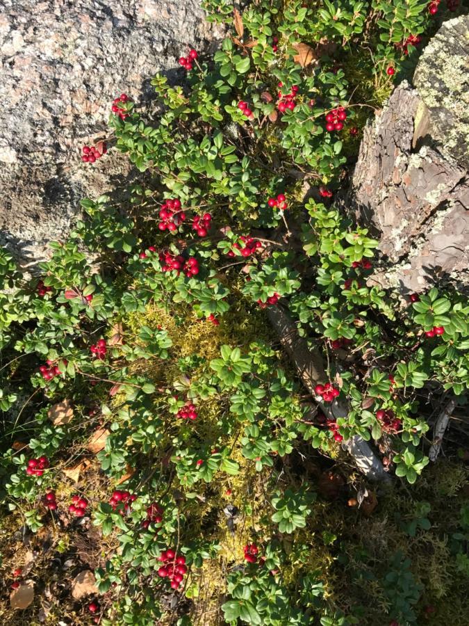 HimosSuvituuli | Paajoen Vuokramoekit别墅 外观 照片